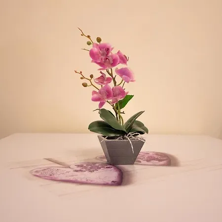 Appartement Camelia House *