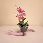 Apartmán Camelia House *